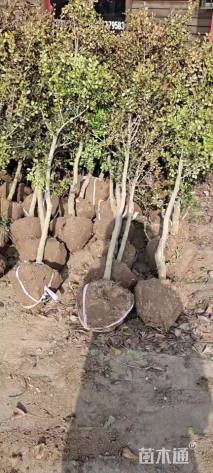 高度1.5厘米小叶黄杨