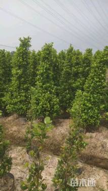 高度190厘米火山榕