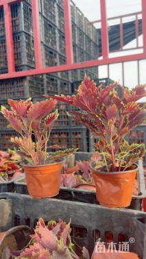 高度40厘米彩叶草