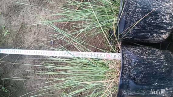 高度25厘米粉黛乱子草