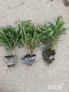 高度26厘米黄金菊