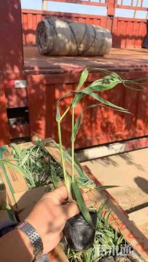高度20厘米花叶芦竹