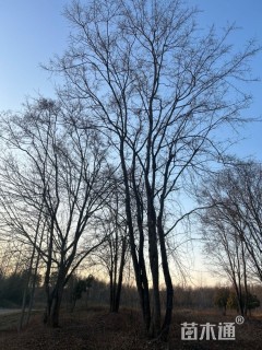 高度800厘米丛生五角枫