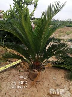 裸干高5厘米苏铁