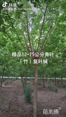 15公分绿叶复叶槭