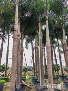 裸干高300厘米狐尾椰