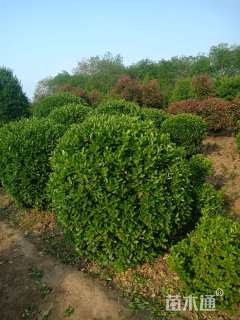 冠幅140厘米大叶黄杨球