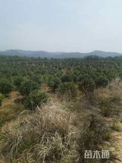 冠幅150厘米红叶石楠球