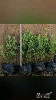 高度20厘米六月雪