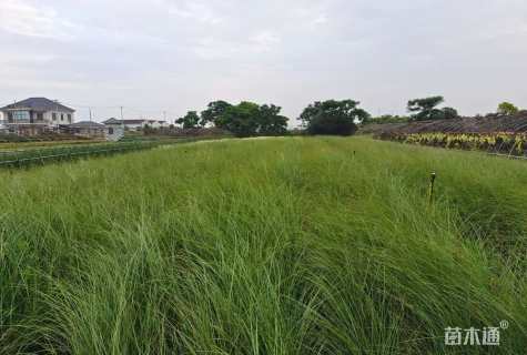 高度80厘米细叶芒