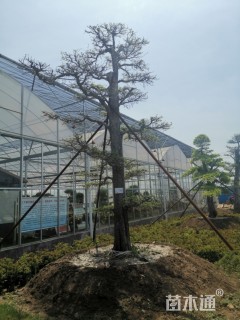 20公分造型榆树