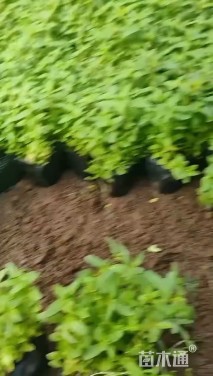 高度15厘米千屈菜