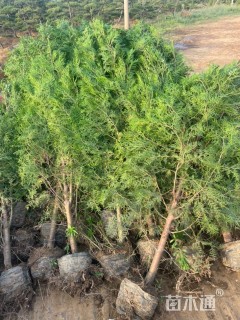 高度50厘米侧柏小苗