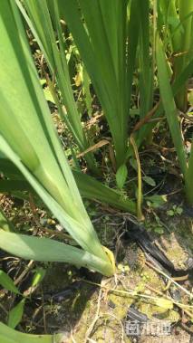 高度50厘米水生鸢尾