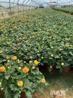 高度30厘米菊花