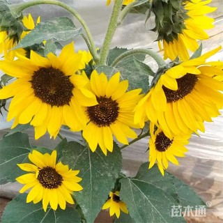 高度35厘米向日葵