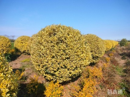 高度80厘米金姬小蜡