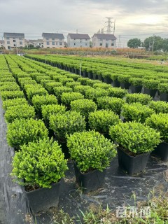 高度50厘米完美冬青