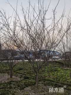 20公分垂丝海棠