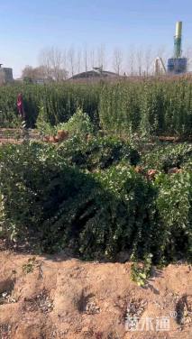 高度150厘米北海道黄杨