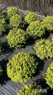 高度30厘米六道木