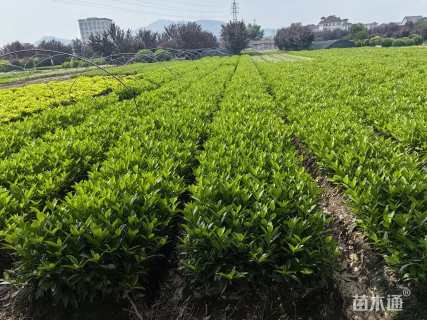 高度30厘米法国冬青