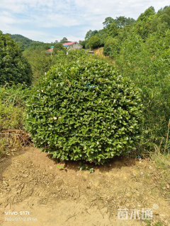 冠幅120厘米大叶黄杨球