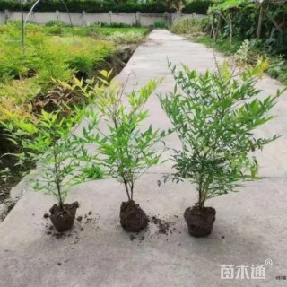 高度35厘米南天竹