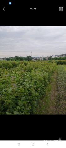 高度1厘米枫香小苗