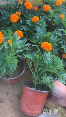 高度17厘米孔雀草