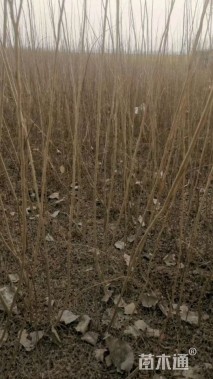 高度100厘米刺槐小苗