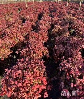 高度50厘米火焰南天竹