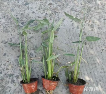 高度40厘米再力花