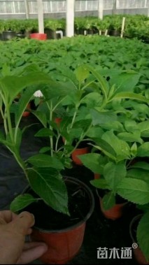 高度20厘米八仙花