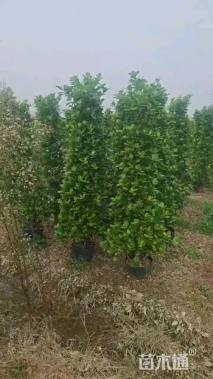 高度200厘米火山榕