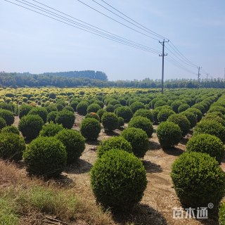 高度100厘米小叶黄杨球