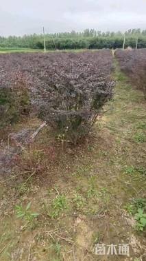 高度120厘米红叶小檗