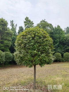 12公分红叶石楠