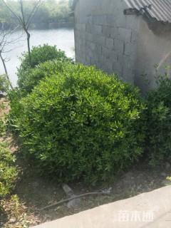 冠幅150厘米海桐球