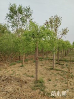 22公分龙爪槐