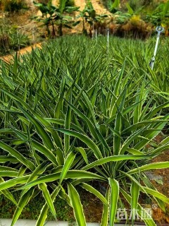 高度50厘米银边龙舌兰