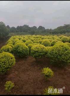 冠幅100厘米金冠女贞球