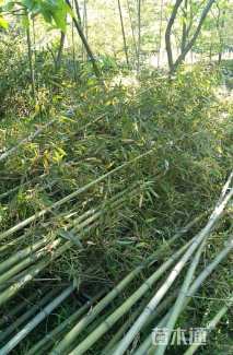 地栽苗刚竹