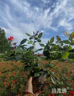 高度40厘米月季