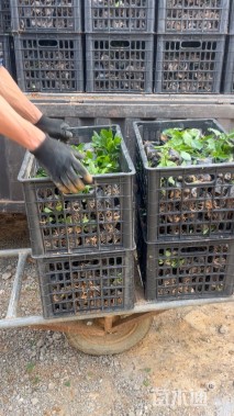 高度20厘米柳叶马鞭草