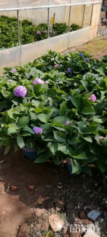 高度30厘米绣球