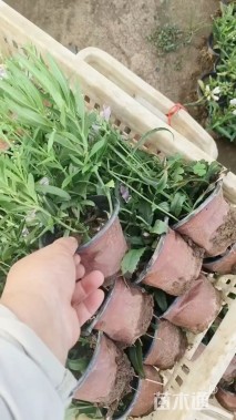 高度15厘米假龙头