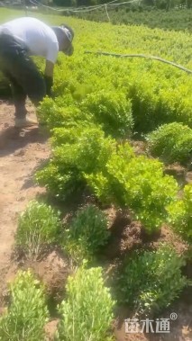 高度45厘米洒金柏