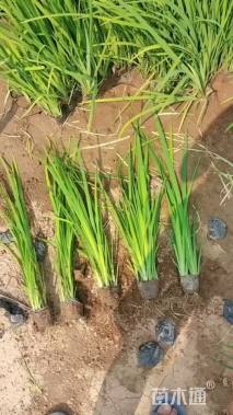 高度20厘米黄菖蒲