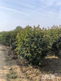 冠幅150厘米红叶石楠球